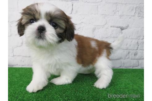 成約済の大阪府のシーズー-197257の4枚目