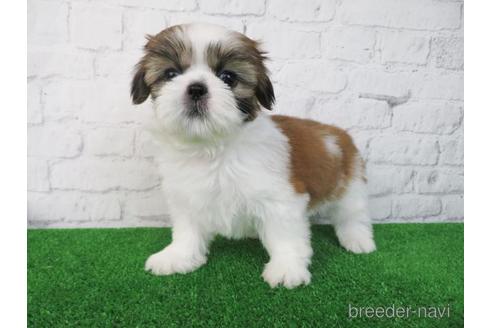 成約済の大阪府のシーズー-197257の3枚目