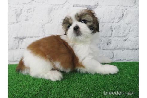 成約済の大阪府のシーズー-197257の2枚目