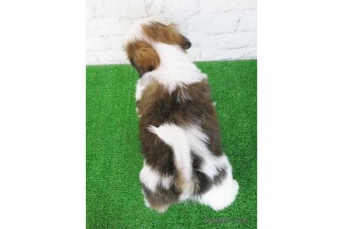 成約済の大阪府のシーズー-197260の5枚目