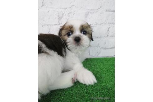 成約済の大阪府のシーズー-197260の4枚目