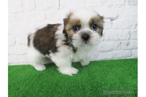 成約済の大阪府のシーズー-197260の3枚目