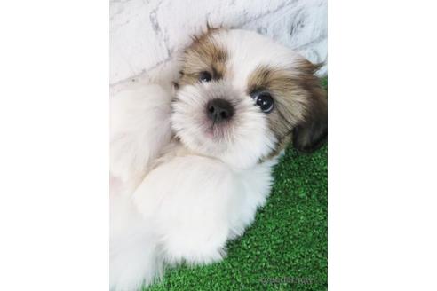 成約済の大阪府のシーズー-197260の2枚目