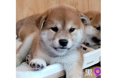 成約済の埼玉県の柴犬-195577の1枚目