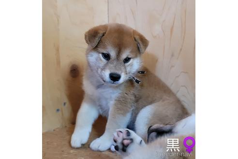 成約済の埼玉県の柴犬-195577の5枚目