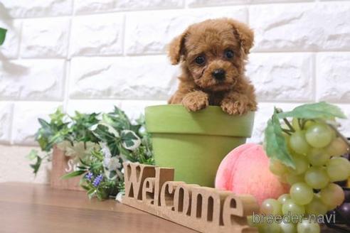 成約済の滋賀県のトイプードル-193718の1枚目