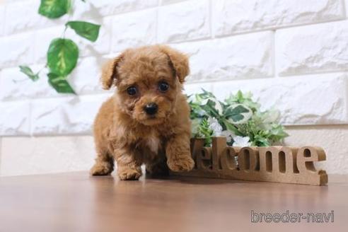 成約済の滋賀県のトイプードル-193718の4枚目