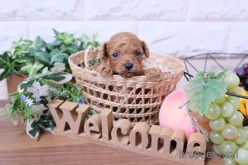 成約済の滋賀県のトイプードル-193718の3枚目