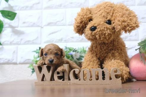 成約済の滋賀県のトイプードル-193718の2枚目