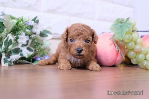 成約済の滋賀県のトイプードル-193714の4枚目