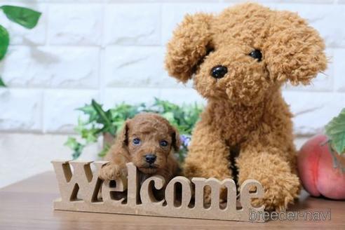 成約済の滋賀県のトイプードル-193714の3枚目