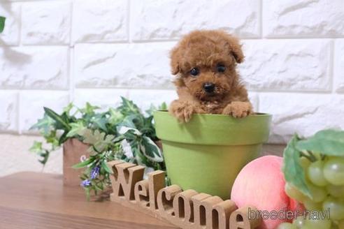 成約済の滋賀県のトイプードル-193714の1枚目