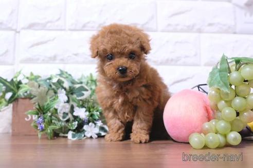 成約済の滋賀県のトイプードル-193714の2枚目