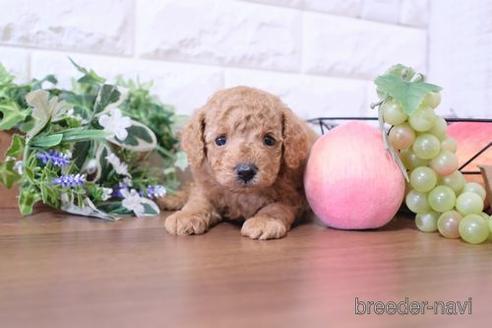 成約済の滋賀県のトイプードル-193711の4枚目