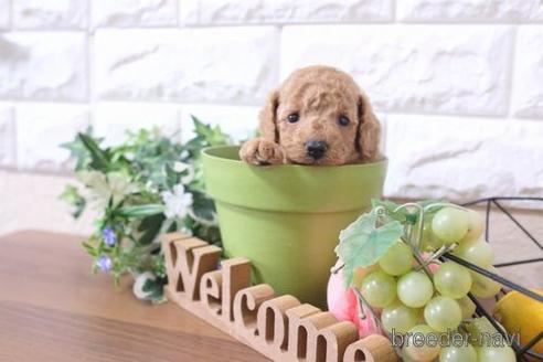 成約済の滋賀県のトイプードル-193711の3枚目