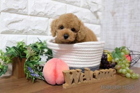 成約済の滋賀県のトイプードル-193711の1枚目