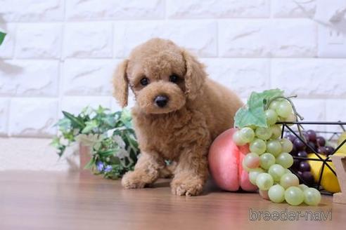 成約済の滋賀県のトイプードル-193711の2枚目