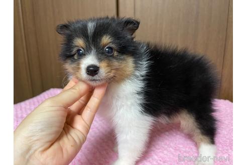 成約済の新潟県のミックス犬-196313の2枚目