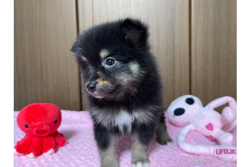 成約済の新潟県のミックス犬-197299の10枚目