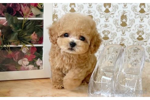 成約済の愛知県のタイニープードル-195571の1枚目