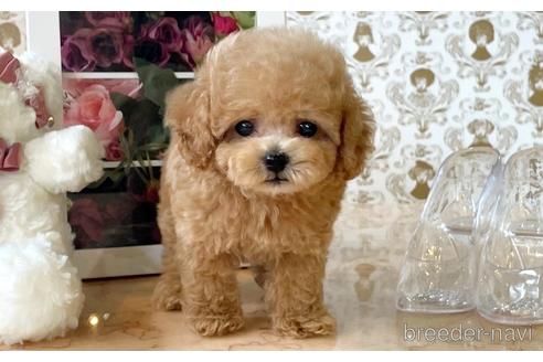 成約済の愛知県のタイニープードル-195571の7枚目