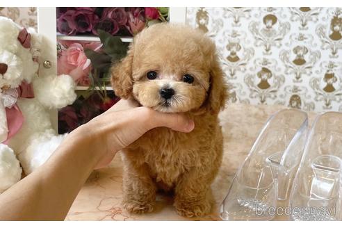 成約済の愛知県のタイニープードル-195571の6枚目