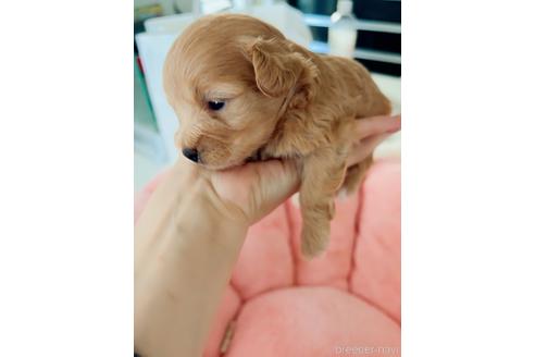 成約済の広島県のミックス犬-194697の4枚目