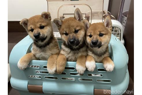 成約済の滋賀県の柴犬-194635の2枚目