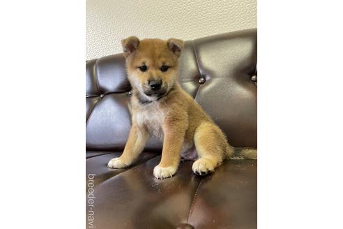 成約済の滋賀県の柴犬-194637の2枚目