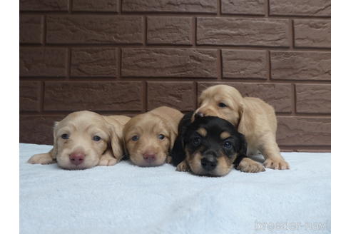 成約済の埼玉県のミニチュアダックスフンド(ロングヘアード)-197374の3枚目