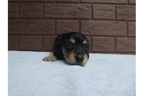 成約済の埼玉県のミニチュアダックスフンド(ロングヘアード)-197374の2枚目