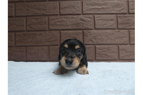 成約済の埼玉県のミニチュアダックスフンド(ロングヘアード)-197374の1枚目