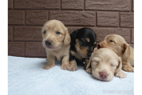 成約済の埼玉県のミニチュアダックスフンド(ロングヘアード)-197375の3枚目