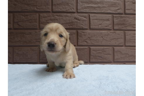 成約済の埼玉県のミニチュアダックスフンド(ロングヘアード)-197375