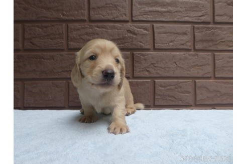 成約済の埼玉県のミニチュアダックスフンド(ロングヘアード)-197375の2枚目