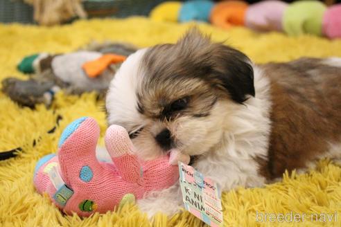 成約済の愛知県のシーズー-187737の2枚目