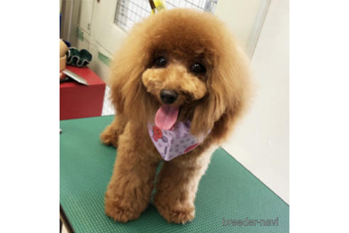 ドリータちゃん1枚目