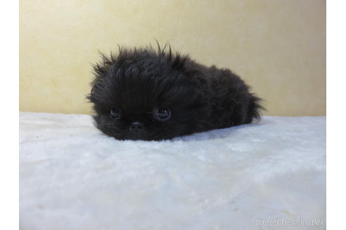 成約済の愛知県のペキニーズ-190376の1枚目