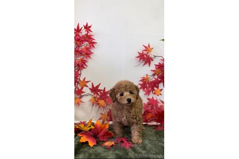 子犬