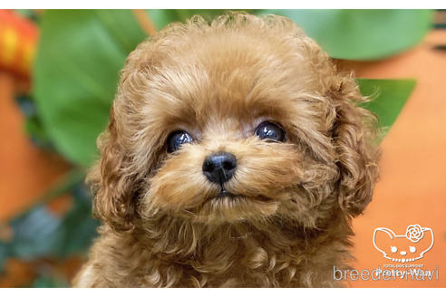 成約済の愛知県のティーカッププードル-190034の7枚目