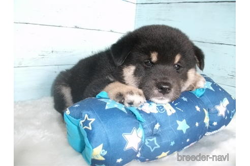 成約済の埼玉県の柴犬-195534の7枚目