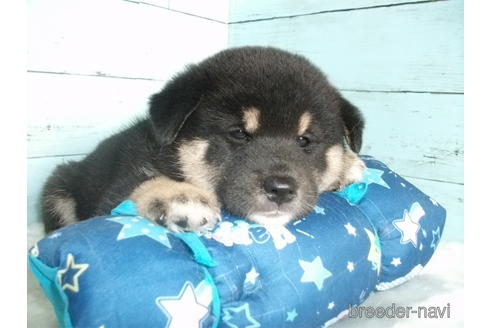 成約済の埼玉県の柴犬-195534の5枚目