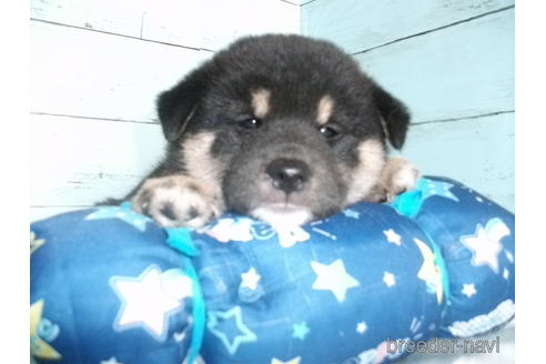 成約済の埼玉県の柴犬-195534の4枚目