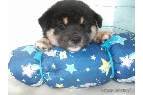 成約済の埼玉県の柴犬-195534の2枚目