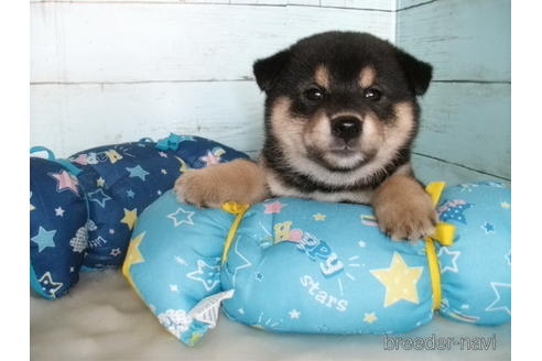 成約済の埼玉県の柴犬-195530の3枚目