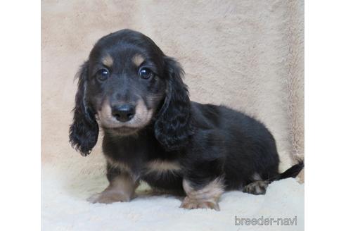 子犬