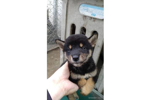 成約済の広島県の柴犬-197507の2枚目