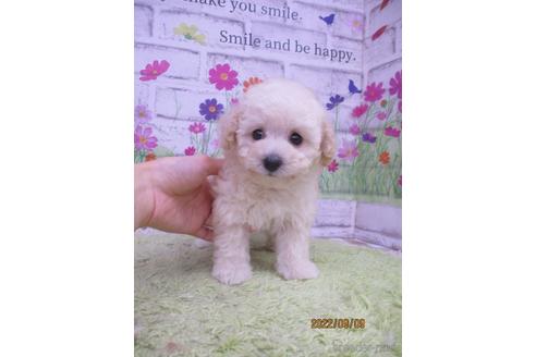 成約済の鳥取県のティーカッププードル-190873