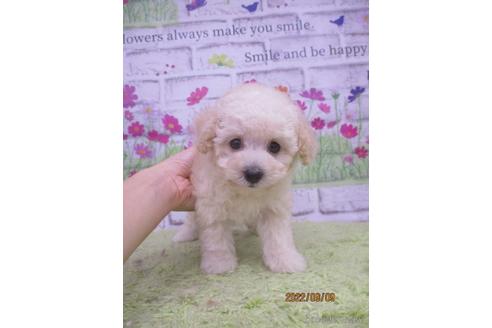 成約済の鳥取県のティーカッププードル-190873の2枚目