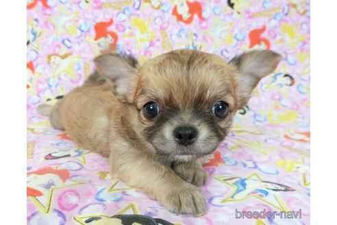 成約済の千葉県のチワワ(ロングコート)-196198の12枚目